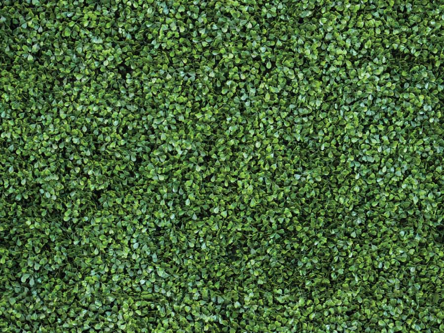 boxwood backdrop boxwood backdrop